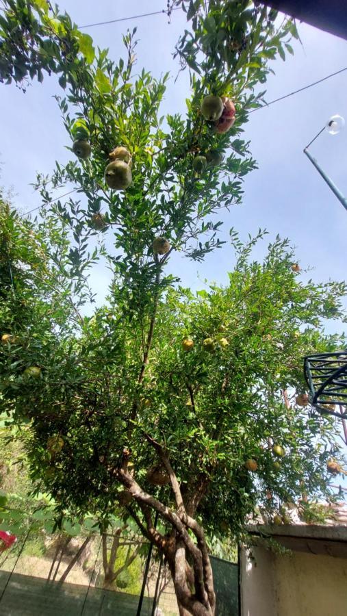 Relax Camping Gjirokastër Dış mekan fotoğraf